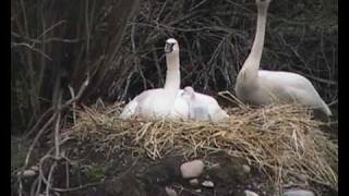 Trumpeter Swans amp Cygnets  Jackson Hole Wyoming [upl. by Crowe]