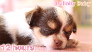 ☆ 12 HOURS ☆ Puppy Sleeping Music ♫ ☆ RELAXING MUSIC ☆ Sleep music for dogs ♫ Calm Dog [upl. by Refannej]