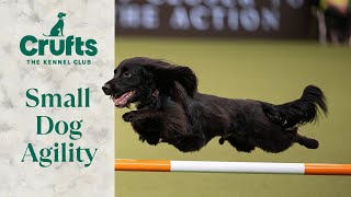 Pocket Rocket Pups 🚀 The Best of Small Dog Agility at Crufts [upl. by Schlessel718]