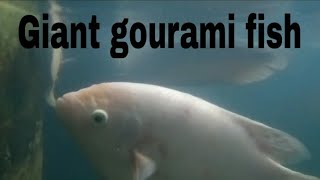 Giant gourami fish malayalam Giant gourami caring feeding breeding fish trending youtubevideo [upl. by Ahselak106]