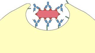 Phagocytosis Opsonization [upl. by Galina920]