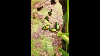 Chrysomèle de loseille  Gastrophysa viridula normandie faunesauvage insectes [upl. by Sprague946]