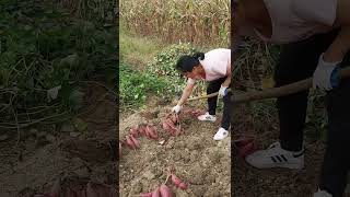 Hard work to harvest large size sweet potato [upl. by Seraphina]