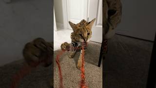 Serval Playing cat servals africancat serval shorts [upl. by Anotyad]