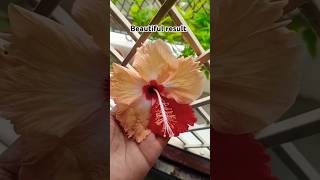 Hibiscus hand pollination successful hibiscusflowerhibiscushandpollinationcrosspollinationshort [upl. by Nnayt]