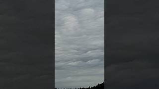 Asperatus undulatus 14724 [upl. by Reich288]