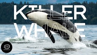 🧠 The Oceans Mastermind The Killer Whales Intelligence┊66 Seconds Animals [upl. by Evered497]