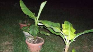 Grafting Mature Banana Seedlings [upl. by Oilalue]