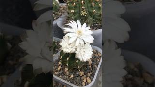 Gymnocalycium LB VOS 014a ‘s triple white flower is blooming cactus gymnocalycium cactaceae [upl. by Eniamzaj953]