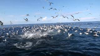 Baitball Diving Isla Malpelo Colombia [upl. by Bailey]