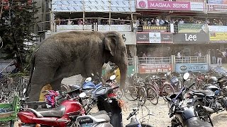 Elephant goes crazy in India [upl. by Anayd]