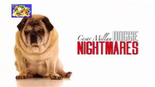 Cesar Millan dog whisperer DOGGIE NIGHTMARES [upl. by Hsirehc]