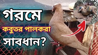 গরমে কবুতর পালকরা সাবধান [upl. by Kolk]