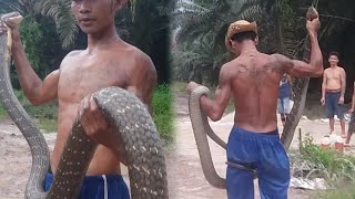 AKHIRNYA MONSTER ULAR KING COBRA RAKSASA BERHASIL DI EVAKUASI PAWANG ULAR ASAL JAWA  BIG SNAKE [upl. by Truman361]