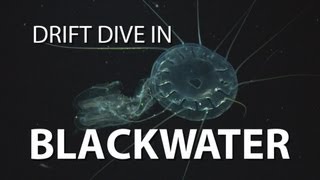 Blackwater Drift Dive  UnderH2O  PBS Digital Studios [upl. by Aziram]