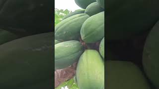 papaya isang puno ang daming bunga [upl. by Elrebma539]