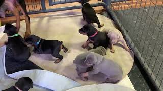 Doberman Pinscher Puppies For Sale Connecticut New York New England Black Red Blue Fawn [upl. by Assirim]