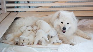 Introducing Your Samoyed to a Newborn Baby [upl. by Barna87]