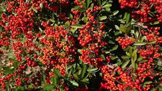 Pyracantha Coccinea Scarlet Firethorn [upl. by Knighton]