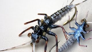 Realistic stonefly nymph fly tying instructions by Ruben Martin [upl. by Kinom736]