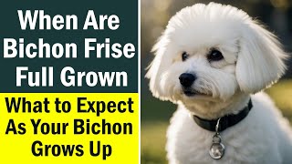 When Are Bichon Frise Full Grown What to Expect As Your Bichon Grows Up [upl. by Eigram]