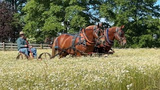 2024 Ohio Suffolk Regional Gathering [upl. by Woodward497]