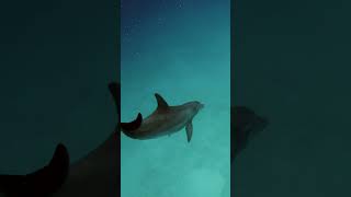 Dancing with Dolphins  Cinematic Short WildlifeWithRyan 2024 [upl. by Clorinde695]