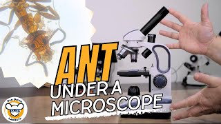 How to see ANYTHING With a Microscope [upl. by Malvino]