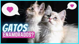 ¿Tu gato se puede enamorar [upl. by Attenyl]