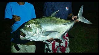 Pêche à la réunion dans le nordGrosse carangue 974 [upl. by Ideih]