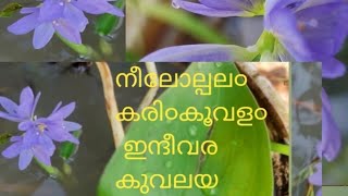 നീലോല്പല൦ കരി൦കൂവള൦ [upl. by Georgy529]