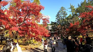 Japan Walking 48 Nanzenji Temple Kyoto Autumn [upl. by Lindly]