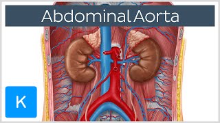 Abdominal Aorta  Branches and Anatomy  Human Anatomy  Kenhub [upl. by Yeslek]