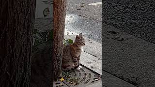 Gatinho tomando susto Cat Scare🔊 [upl. by Christenson]