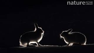 Mountain hares fighting in snow at night Vauldalen Norway April [upl. by Kolb]