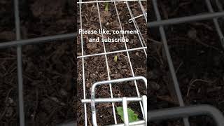 Growing garlic gardening selfsufficiency [upl. by Thesda]