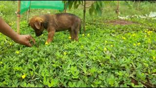 yellow peanut plant  arachi repen  peanut grass  perennial peanut for ground cover plantation [upl. by Obie898]