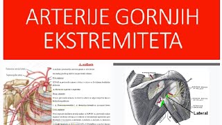 Arterije gornjih ekstremitetaaaxillarisabrachialisaradialis aulnaris [upl. by Fidellia]