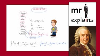 mr i explains The Linnaean Classification System and the construction of Phylogenic Trees [upl. by Honan]