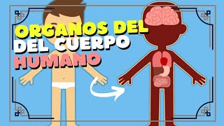 LOS ÓRGANOS DEL CUERPO HUMANO  PARTE 1  Para niños [upl. by Ailadi]