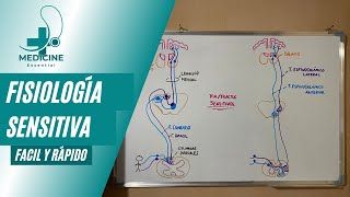 Fisiología sensitiva🤓🩺  Columnas dorsalesTracto espinotalámico🧠 [upl. by Vezza]