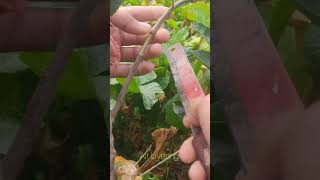 Air layering in plant scienceexperiment ytshortsvideo [upl. by Ketty33]