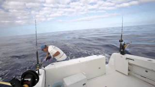 Gaffing a Wahoo important technique [upl. by Netsew]