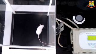 IRActimeter Panlab I Actophotometer Test I Mouse Locomotion Study I Behavioral Study I Harvard [upl. by Koa]