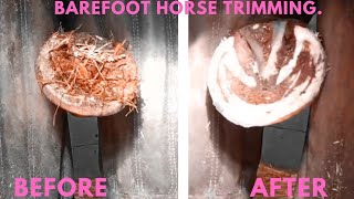 Extremely Trimming Overgrown Horse Hooves [upl. by Eillat]