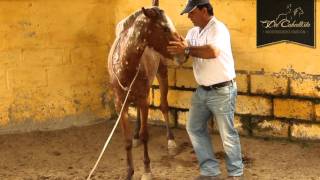 Especial de Doma Racional con Pablo Saldarriaga HD  wwwdelcaballistacom [upl. by Niffirg219]