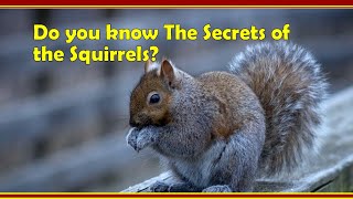 Do you know the secrets of the squirrels squirrels spring wildlife [upl. by Schenck]