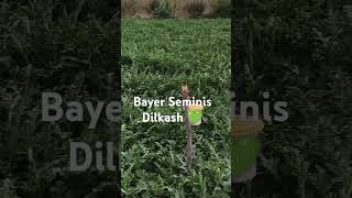 Bayer Seminis Dilkash 💚 [upl. by Hatokad681]