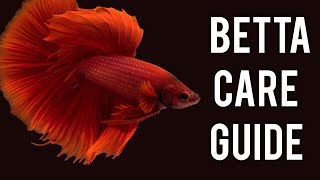 Betta Fish Care Guide What You Need to Know [upl. by Ahsoik]