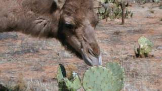 Camels eating cactus [upl. by Amadis]